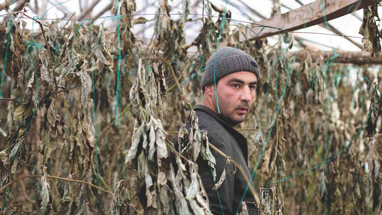 Servet Yilmaz, Bruder von Ayşe Yilmaz, steht zwischen vertrockneten Pflanzen in einem Gewächshaus.