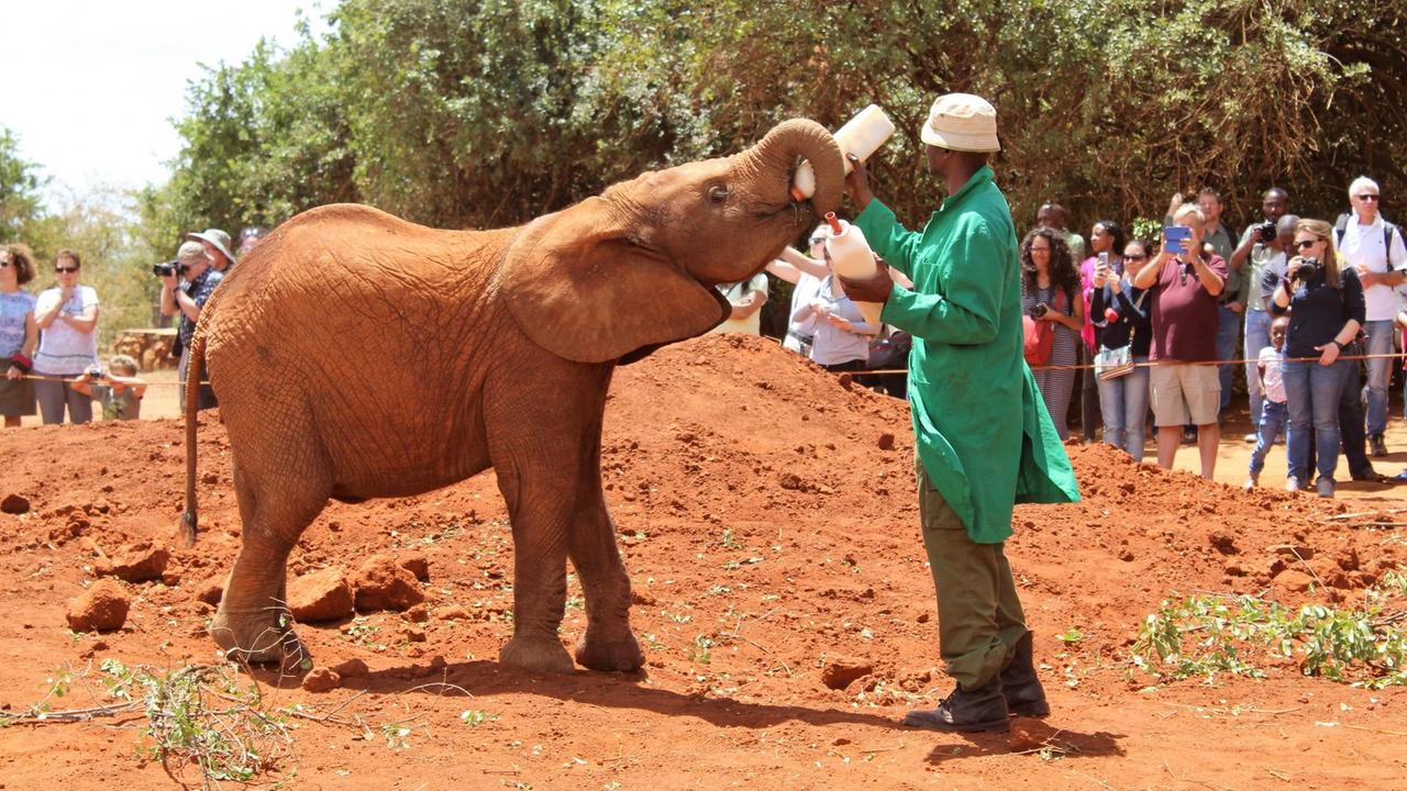 Elefantenbaby trinkt aus der Milchflasche. Elefantenwaisenhaus David Sheldrick´s Wildlife Trust Nairobi Elefantenbaby trinkt aus der Milchflasche. Elefantenwaisenhaus David Sheldrick´s Wildlife Trust Nairobi