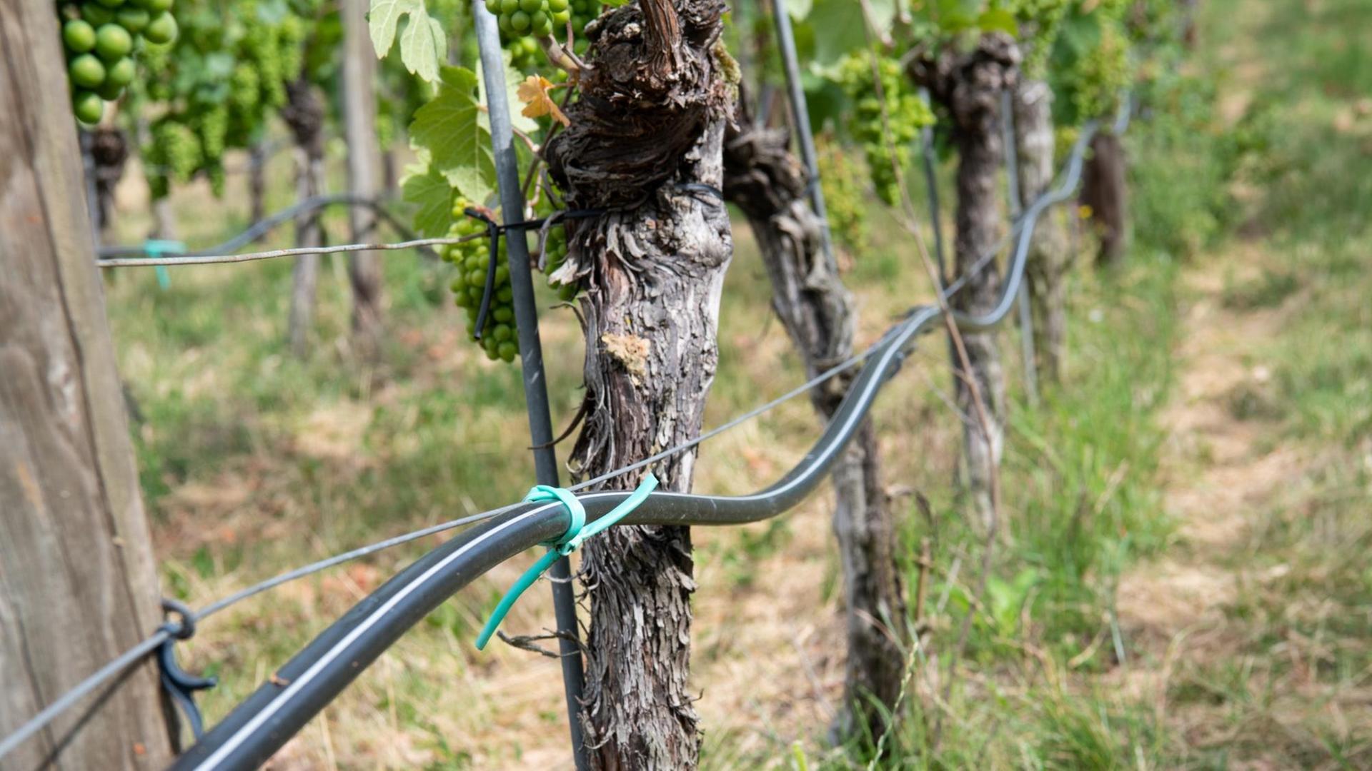Bewässerungssystem für bodennahe Betropfung von Weinreben. 45 Winzer aus der Region Volkach haben sich zusammengeschlossen und gemeinsam mit der Fernwasserversorgung Franken ein Wassermanagementsystem umgesetzt, das sowohl die Umwelt schont als auch die autarke Bewässerung der Weinberge in trockenen Sommern sicherstellt Bewässerungssystem für bodennahe Betropfung von Weinreben. 45 Winzer aus der Region Volkach haben sich zusammengeschlossen und gemeinsam mit der Fernwasserversorgung Franken ein Wassermanagementsystem umgesetzt, das sowohl die Umwelt schont als auch die autarke Bewässerung der Weinberge in trockenen Sommern sicherstellt