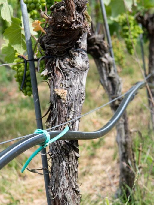 Neuer Weinbau Klimawandel am Hang