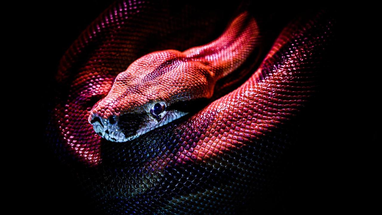 Nachtaufnahme einer Boa Constrictor. Nachtaufnahme einer Boa Constrictor.