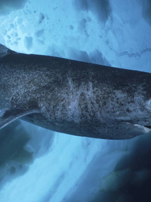 Unterwasseraufnahme eines Grönlandhais
