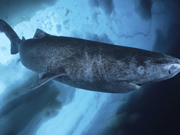 Unterwasseraufnahme eines Grönlandhais