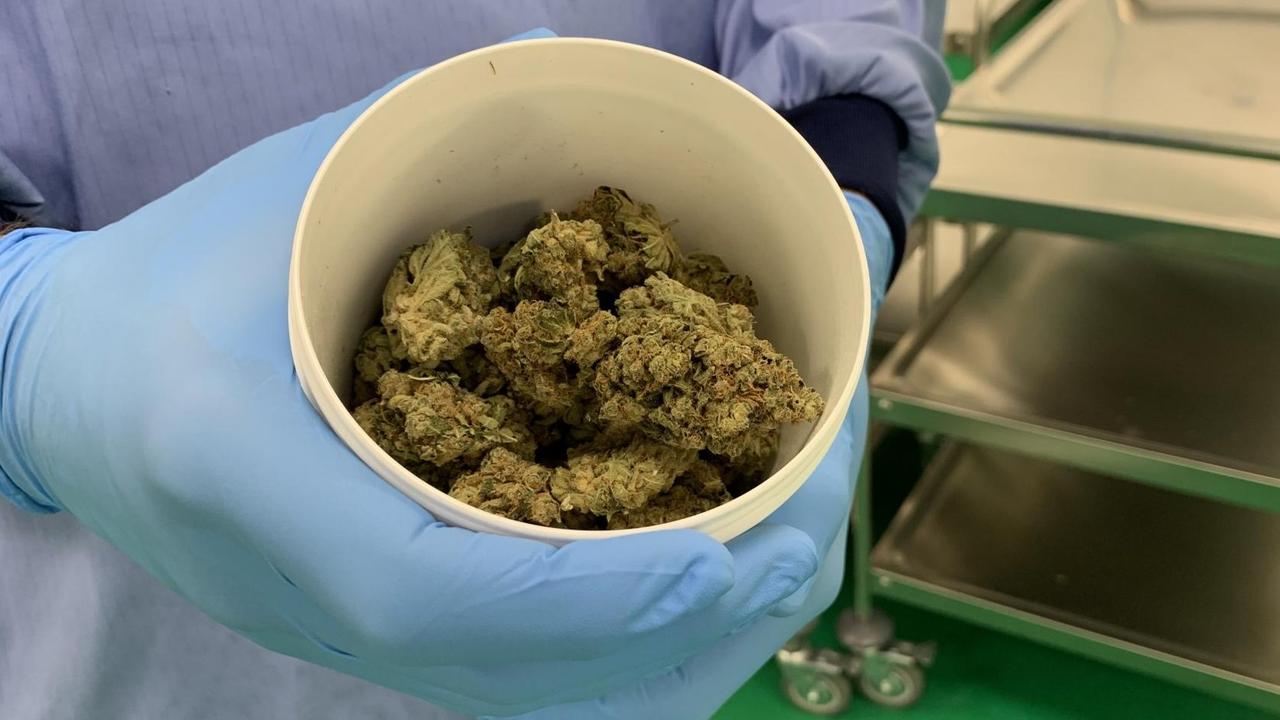 Ein Demecan-Mitarbeiter hält in Ebersbach im Landkreis Meißen eine Schüssel voller Cannabisblüten in die Kamera, die von den ersten Pflanzen stammen, die dort zu Forschungszwecken angebaut werden. Er trägt blaue Handschuhe. Ein Demecan-Mitarbeiter hält in Ebersbach im Landkreis Meißen eine Schüssel voller Cannabisblüten in die Kamera, die von den ersten Pflanzen stammen, die dort zu Forschungszwecken angebaut werden. Er trägt blaue Handschuhe.