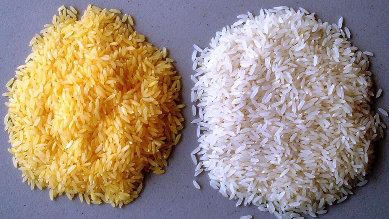 Mithilfe von Gentechnik veränderter "Goldener Reis" (l) neben gebräuchlichen weißem Reis.
