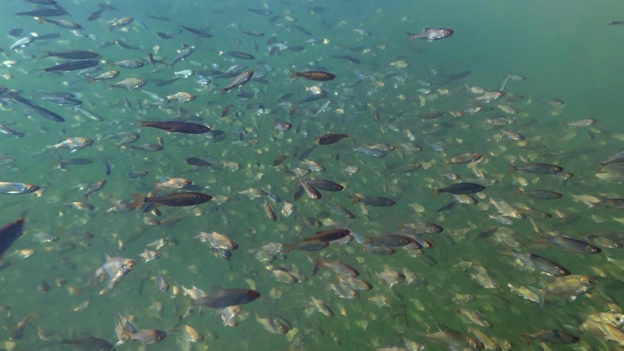 Weissfische, Rotaugen, Brachsen, Mairenken, Hase (Cypriniden), Schwarm aus unterschiedlichen Arten sammelt sich im Winterquartier, Deutschland, Bayern, Chiemsee Cypriniformes (Cypriniden), shoal gathering at the winter quarter, Germany, Bavaria, Lake Chiemsee BLWS471334 Copyright: xblickwinkel/A.xHartlx Weissfische, Rotaugen, Brachsen, Mairenken, Hase (Cypriniden), Schwarm aus unterschiedlichen Arten sammelt sich im Winterquartier, Deutschland, Bayern, Chiemsee Cypriniformes (Cypriniden), shoal gathering at the winter quarter, Germany, Bavaria, Lake Chiemsee BLWS471334 Copyright: xblickwinkel/A.xHartlx