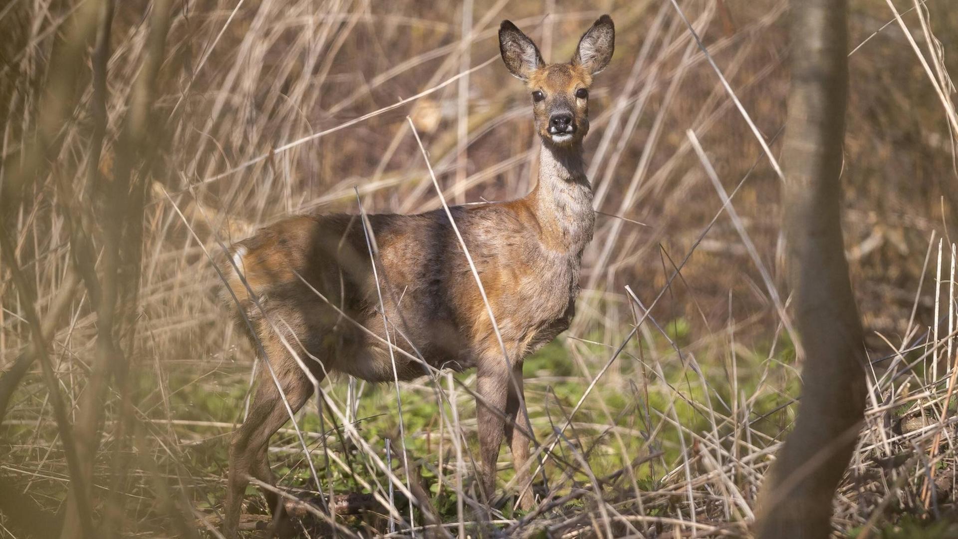 Ein Reh im Wald in Schleswig-Holstein. Ein Reh im Wald in Schleswig-Holstein.