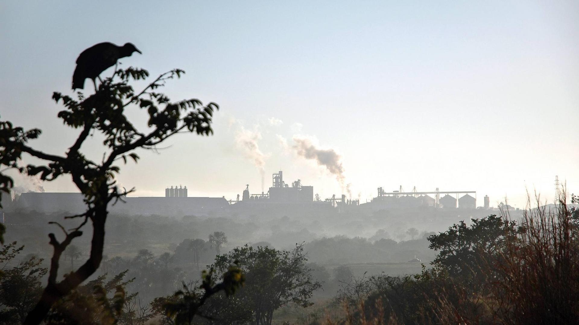 Geier vor der Silhouette des Sojaproduzenten Cargill in Uberlandia in der brasilianischen Provinz Minas Gerais Geier vor der Silhouette des Sojaproduzenten Cargill in Uberlandia in der brasilianischen Provinz Minas Gerais