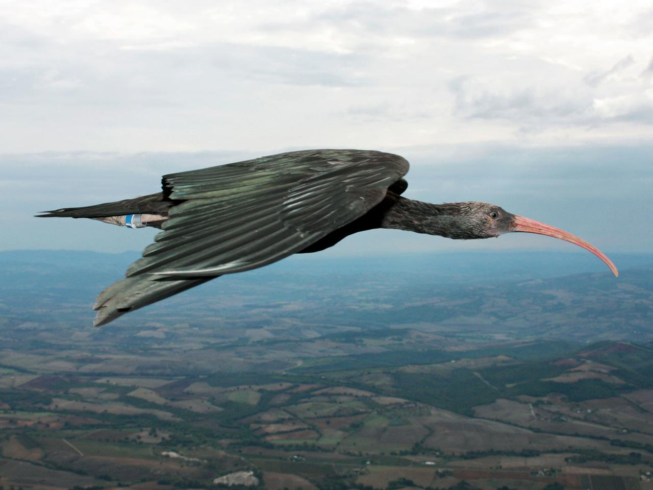 Ein Waldrapp aus der Unterfamilie der Ibisse (Geronticus eremita) fliegt über der Toskana in Italien. Zugvögel können beim Flug in V-Formation in ungeahnter Perfektion Energie sparen. Das habe die Analyse des Fluges von 14 Waldrappen ergeben. Ein Waldrapp aus der Unterfamilie der Ibisse (Geronticus eremita) fliegt über der Toskana in Italien. Zugvögel können beim Flug in V-Formation in ungeahnter Perfektion Energie sparen. Das habe die Analyse des Fluges von 14 Waldrappen ergeben.