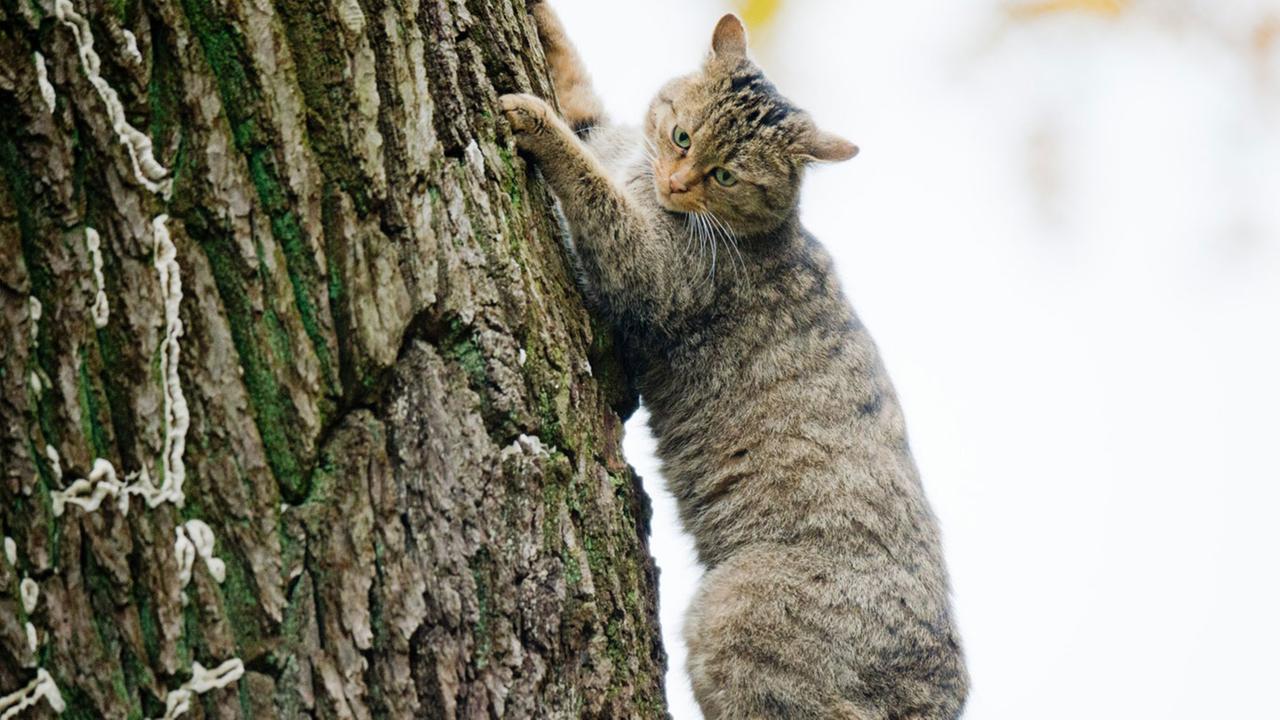 Eine Wildkatze (Felis silvestris) klettert am 29.10.2015 auf einem Baum im Wisentgehege in Springe in der Region Hannover (Niedersachsen). Eine Wildkatze (Felis silvestris) klettert am 29.10.2015 auf einem Baum im Wisentgehege in Springe in der Region Hannover (Niedersachsen).