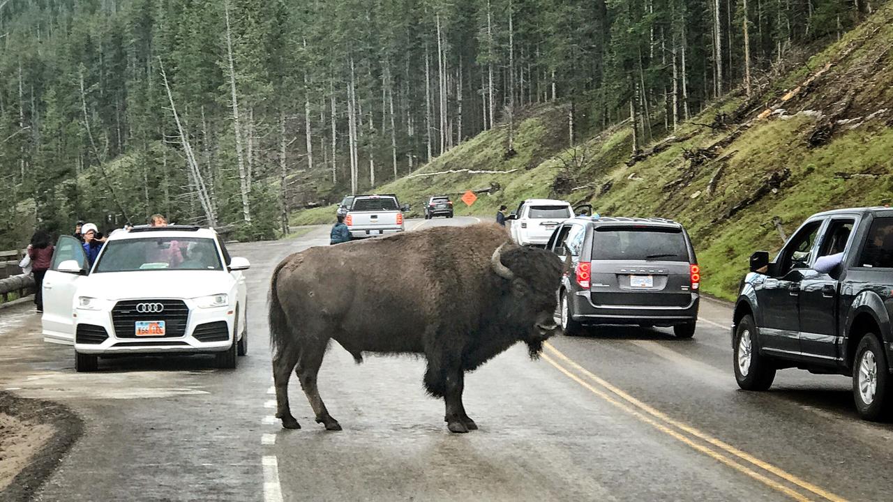 Ein Bison steht auf der Straße 89 nahe Mammoth Hot Springs und zwingt die Autos zum Anhalten. Foto: Soeren Stache/dpa-Zentralbild/ZB Ein Bison steht auf der Straße 89 nahe Mammoth Hot Springs und zwingt die Autos zum Anhalten. Foto: Soeren Stache/dpa-Zentralbild/ZB