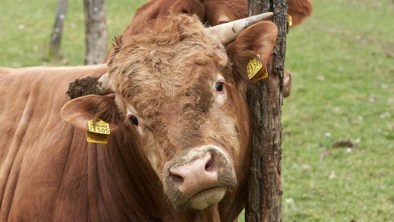 Bullen weiden auf einer Weideflächen, auf der Bäume wachsen.Agroforstwirtschaft heißt diese Kombination, bei der Bäume oder Sträucher auf Feldern genutzt oder Ackerbau und Tierhaltung kombiniert werden. Bullen weiden auf einer Weideflächen, auf der Bäume wachsen.Agroforstwirtschaft heißt diese Kombination, bei der Bäume oder Sträucher auf Feldern genutzt oder Ackerbau und Tierhaltung kombiniert werden.