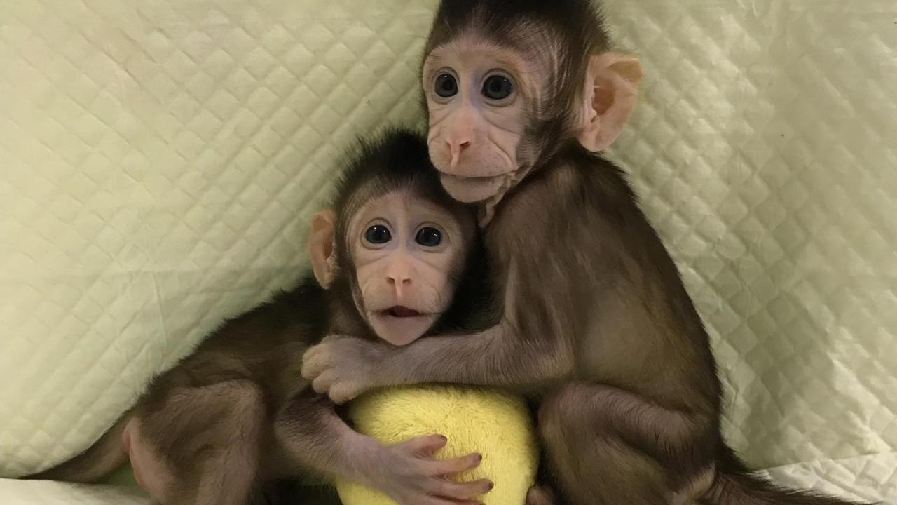 Die geklonten Affen Hua Hua und Zhong Zhong