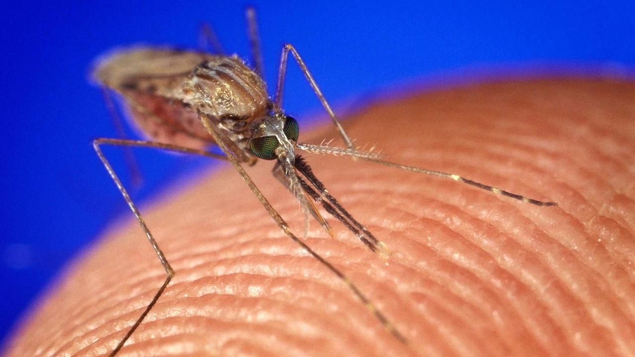 Mücke der Gattung Anopheles Gambiae, eine der vielen Arten, die Malaria übertragen kann.