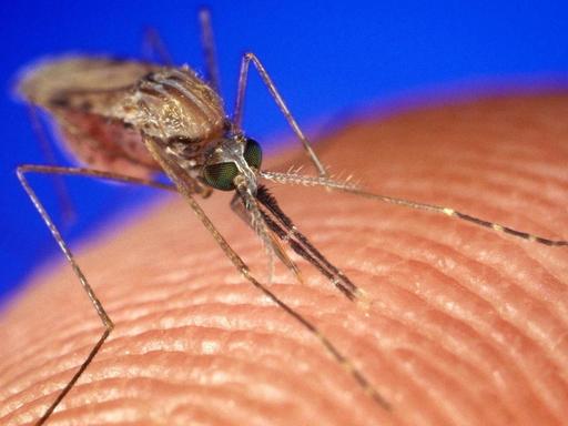 Überträgerin des Malaria-Erregers: die Anopheles-Mücke 