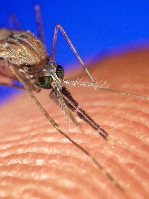 Eine Mücke der Gattung Anopheles Gambiae - eine der vielen Arten, die Malaria übertragen kann.