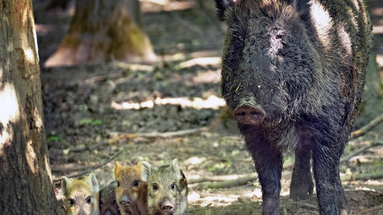 Wildschweine im Wald Wildschweine im Wald
