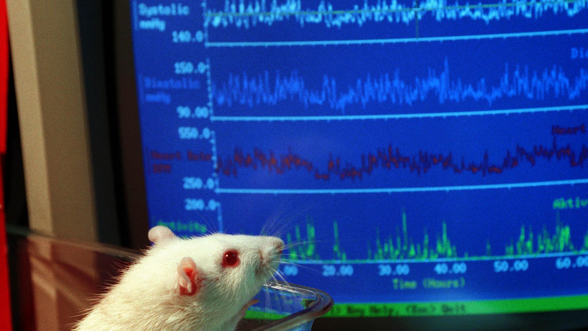 Versuchsratte schaut sich Computerscreen an Versuchsratte schaut sich Computerscreen an