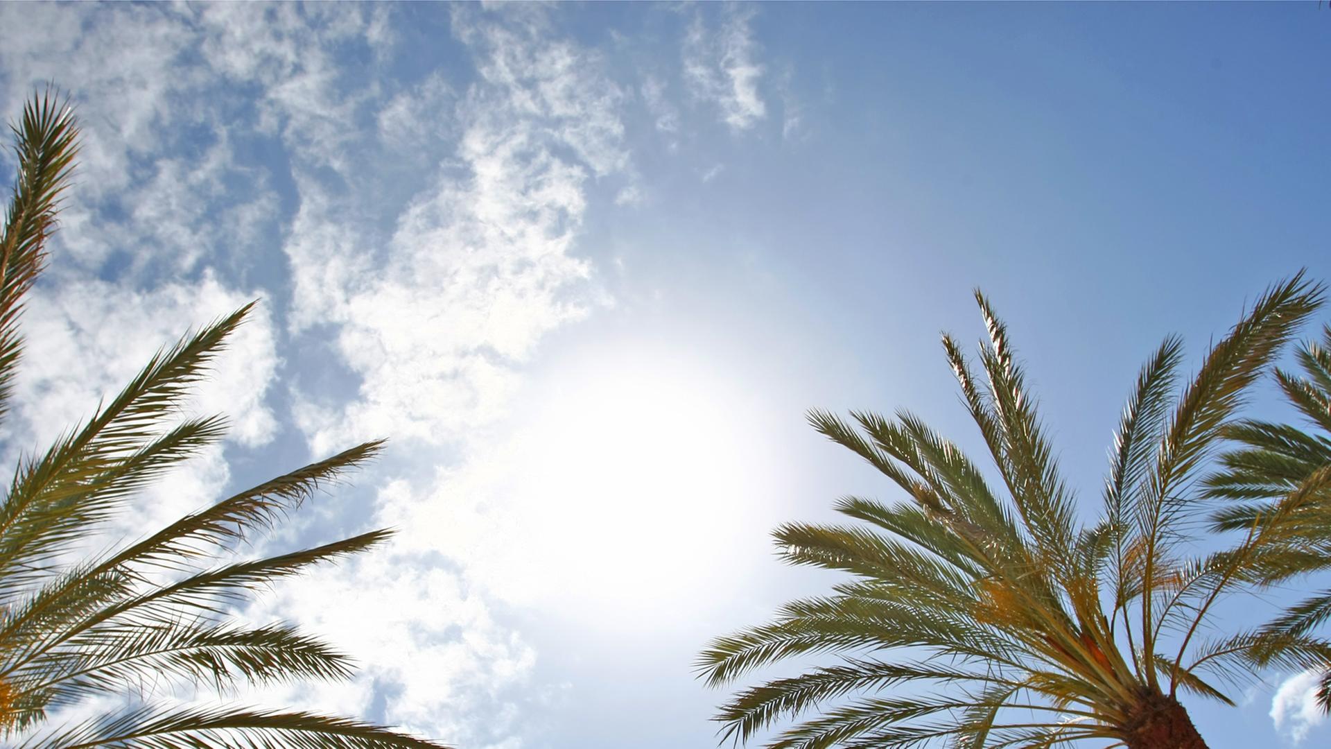 Palmen vor blauem Himmel und Sonnenschein Palmen vor blauem Himmel und Sonnenschein