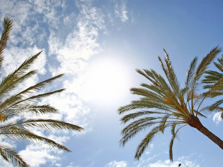 Palmen vor blauem Himmel und Sonnenschein