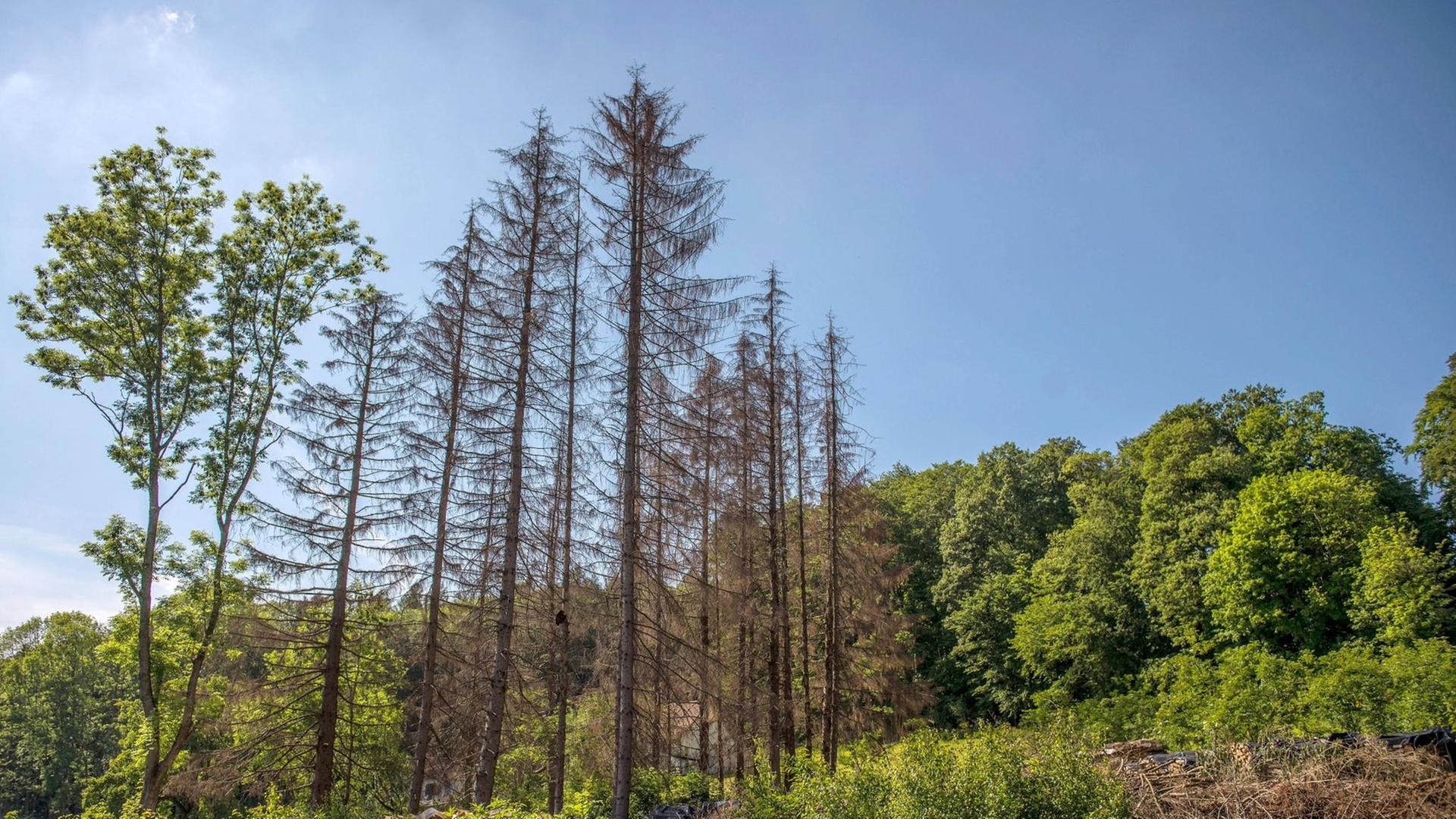 Abgestorbene Bäume im Odenwald auf einer Aufnahme vom 21.05.2020. Die Trockenheit ist die Ursache fürr die Schäden.