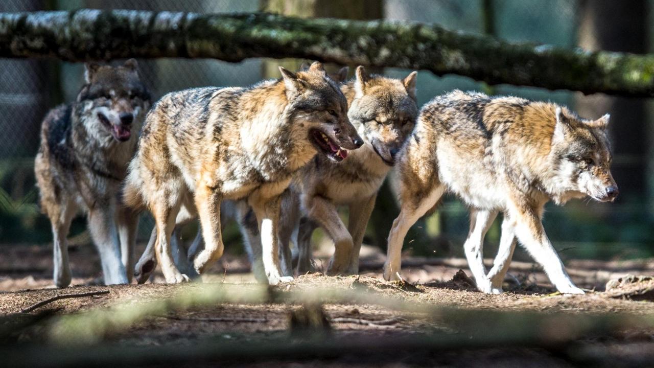 Ein Rudel Wölfe streift im Februar 2017 im Wildpark in Poing (Bayern) durch ein Gehege. Ein Rudel Wölfe streift im Februar 2017 im Wildpark in Poing (Bayern) durch ein Gehege.