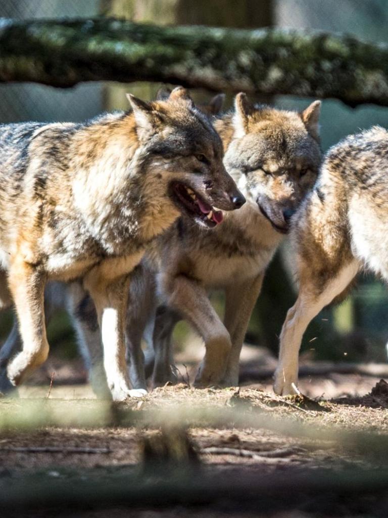 Ein Rudel Wölfe streift im Februar 2017 im Wildpark in Poing (Bayern) durch ein Gehege.