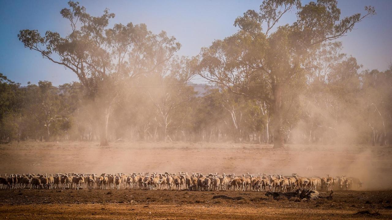 Eine Schafherde wirbelt Staub vom ausgetrockneten Boden auf, bei der Suche nach Futter.