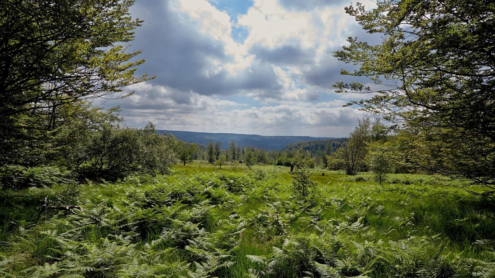 Ein Hochmoor im Nationalpark Hunsrück-Hochwald bei Deuselbach (Rheinland-Pfalz). Ein Hochmoor im Nationalpark Hunsrück-Hochwald bei Deuselbach (Rheinland-Pfalz).