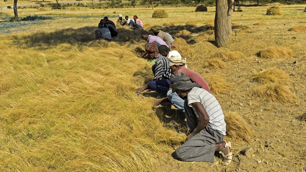 Bauern bei der Ernte von Teff, das kleinste Getreide der Welt Bauern bei der Ernte von Teff, das kleinste Getreide der Welt