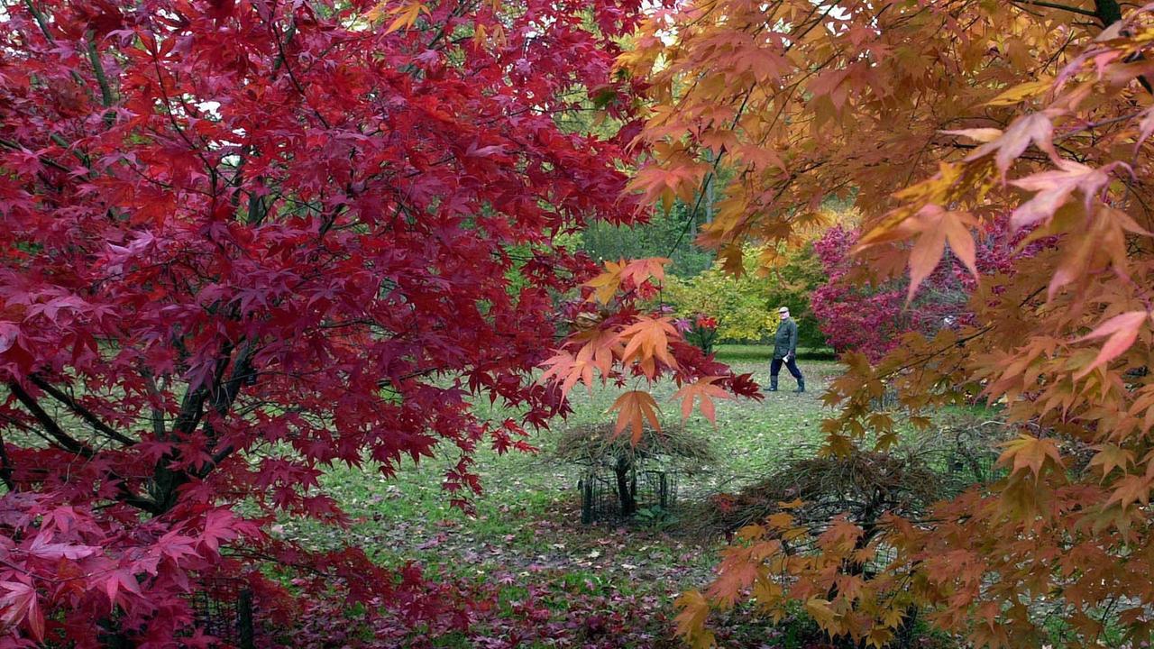 Herbstlich rot und orange gefärbtes Blätterwerk im Südwesten Englands.