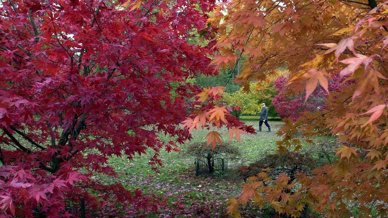 Herbstlich rot und orange gefärbtes Blätterwerk im Südwesten Englands. Herbstlich rot und orange gefärbtes Blätterwerk im Südwesten Englands.