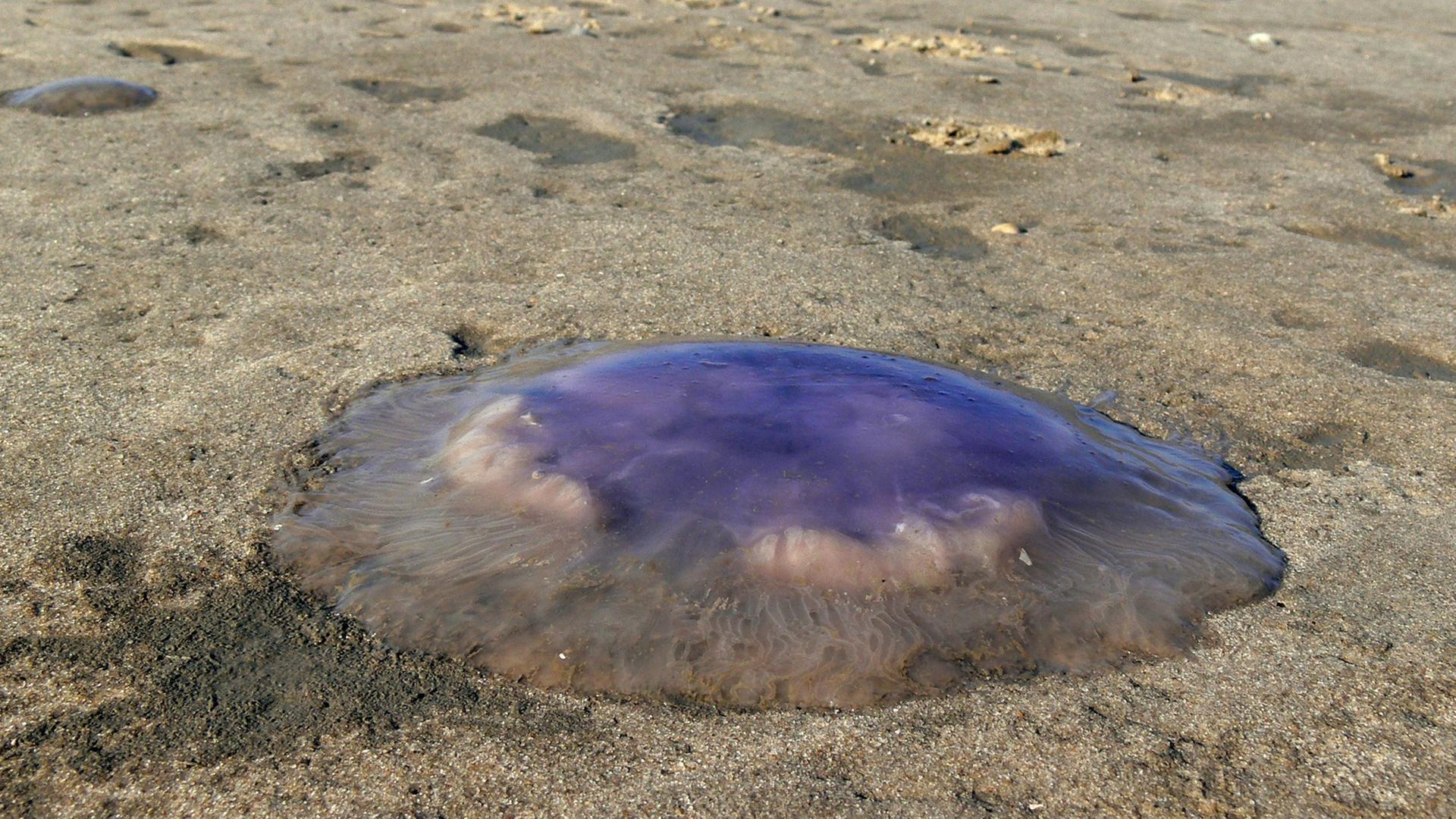 Blaue Nesselqualle (Cyanea lamarckii) am Strand von Langeoog. Blaue Nesselqualle (Cyanea lamarckii) am Strand von Langeoog.