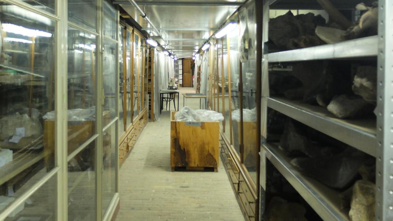 Ein Kellerraum mit Regalen voller Fossilien. 