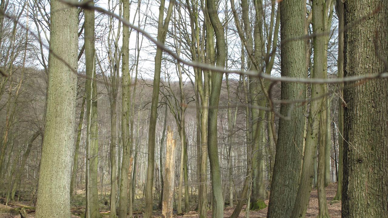 Buchenwald des Weltnaturerbe Grumsin, Brandenburg Buchenwald des Weltnaturerbe Grumsin, Brandenburg