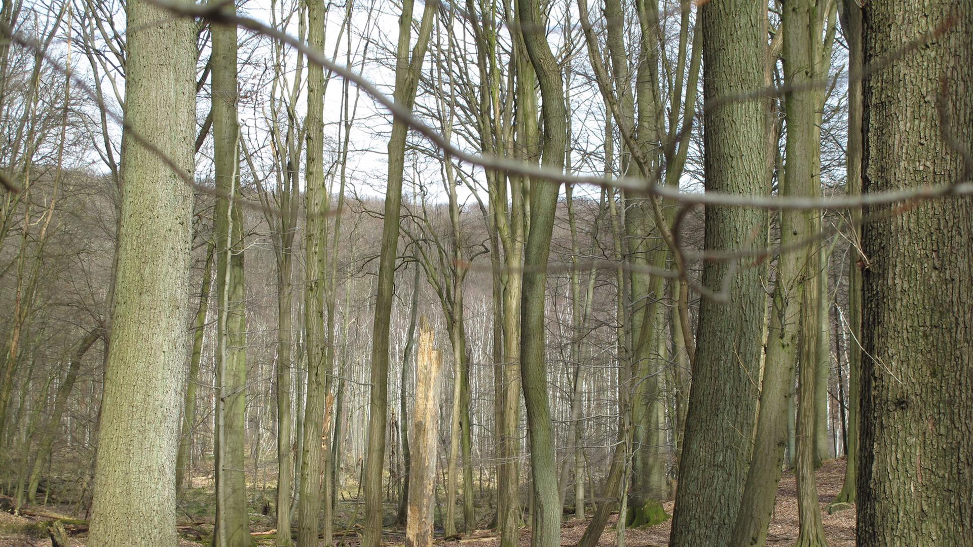 Buchenwald des Weltnaturerbe Grumsin, Brandenburg Buchenwald des Weltnaturerbe Grumsin, Brandenburg