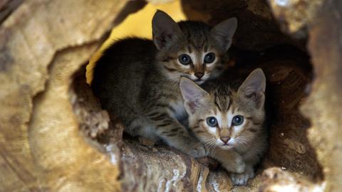Zwei kleine Oman-Falbkatzen sitzen in einem Baumstumpf in ihrem Gehege im Zoo in Wuppertal.