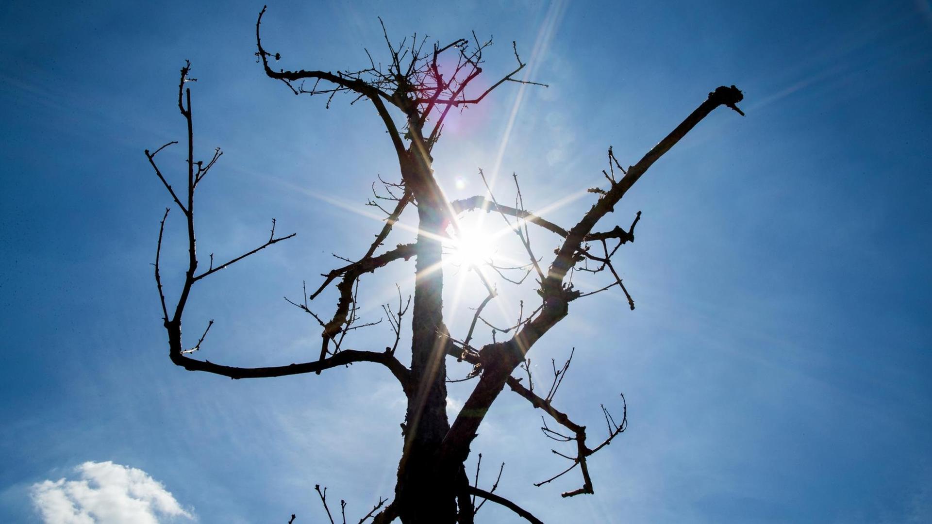 05.08.2018, Nordrhein-Westfalen, Raderbroich: Die Sonne scheint durch eine völlig vertrocknete Stiehleiche. Viele junge Baumkulturen haben durch die anhaltende Trockenheit in NRW bereits schwere Schäden erlitten. Vor allem am Niederrhein gebe es nach Auskunft von Wald und Holz NRW einzelne Ausfälle von bis zu 95 Prozent. Foto: Marcel Kusch/dpa | Verwendung weltweit 05.08.2018, Nordrhein-Westfalen, Raderbroich: Die Sonne scheint durch eine völlig vertrocknete Stiehleiche. Viele junge Baumkulturen haben durch die anhaltende Trockenheit in NRW bereits schwere Schäden erlitten. Vor allem am Niederrhein gebe es nach Auskunft von Wald und Holz NRW einzelne Ausfälle von bis zu 95 Prozent. Foto: Marcel Kusch/dpa | Verwendung weltweit