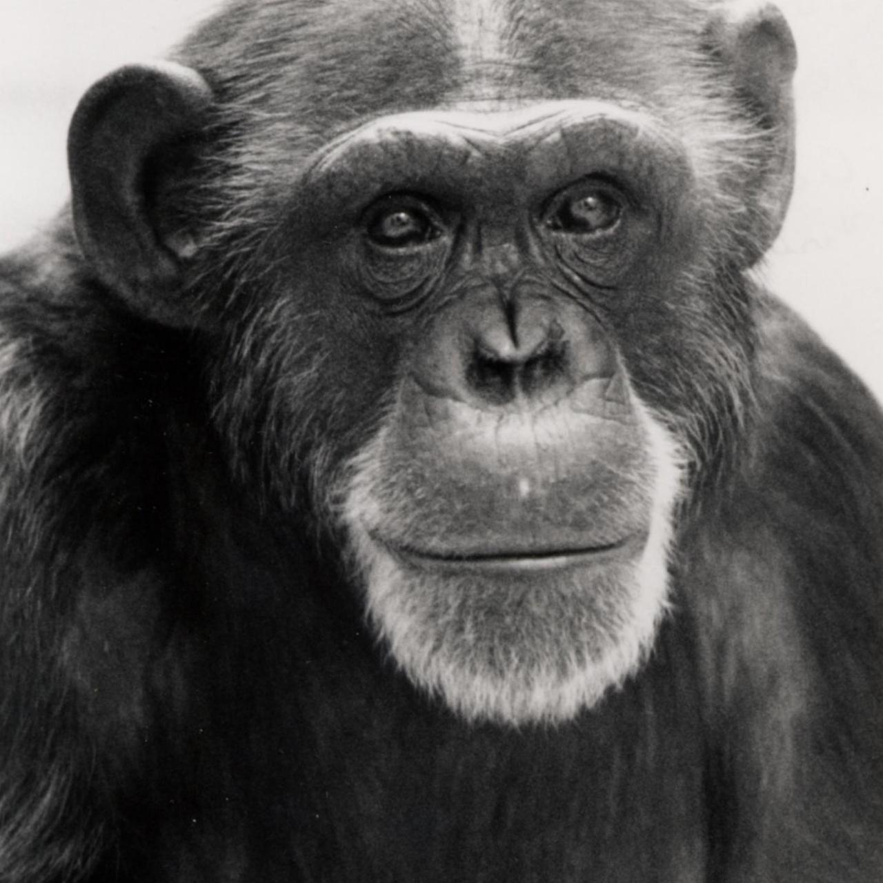 Die Schimpansin Washoe wurde wie ein menschliches Kind aufgezogen und in Gebärdensprache unterrichtet