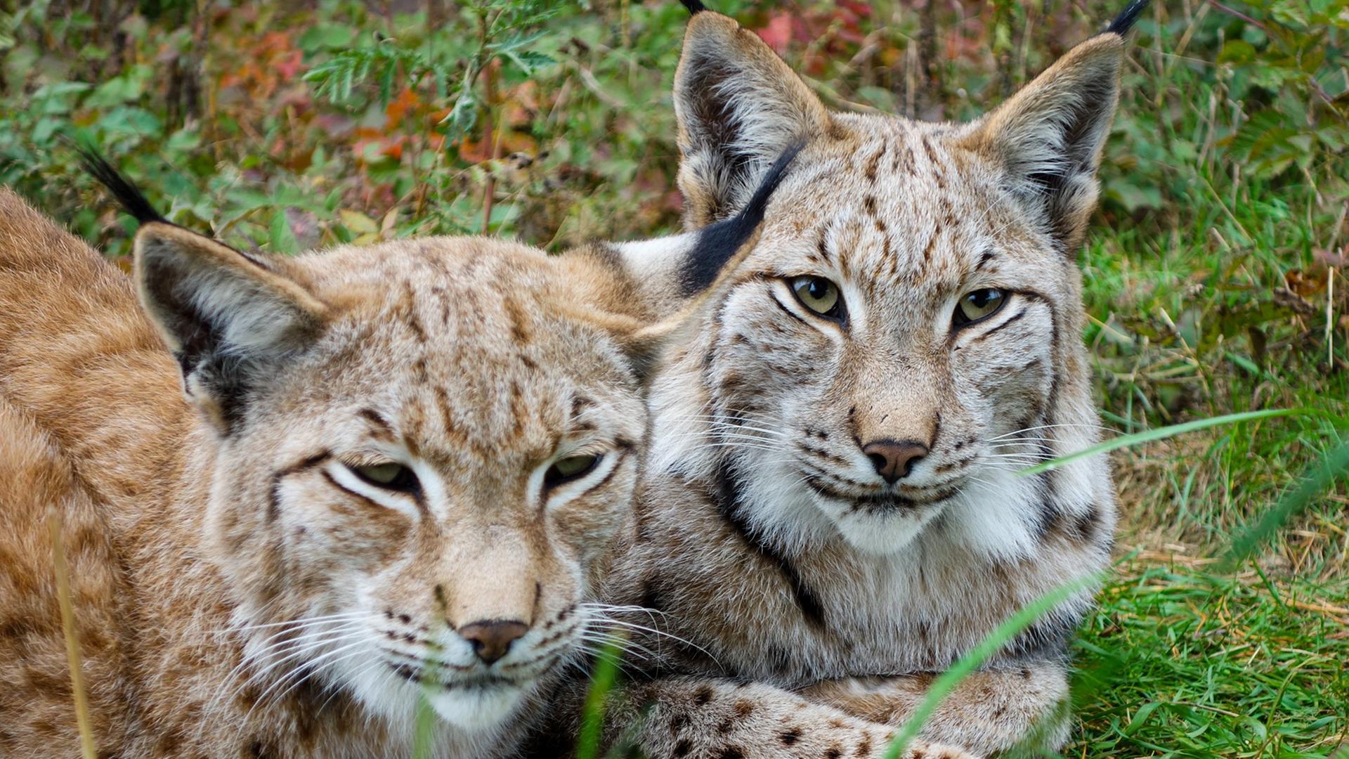 Zwei Luchse liegen auf einer grünen Wiese. Zwei Luchse liegen auf einer grünen Wiese.