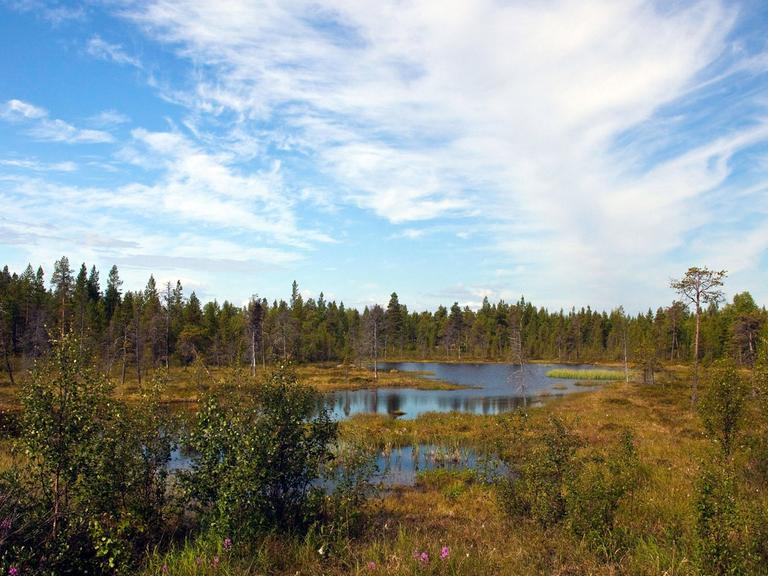 Ein idyllischer Waldsee im finnischen Lappland.