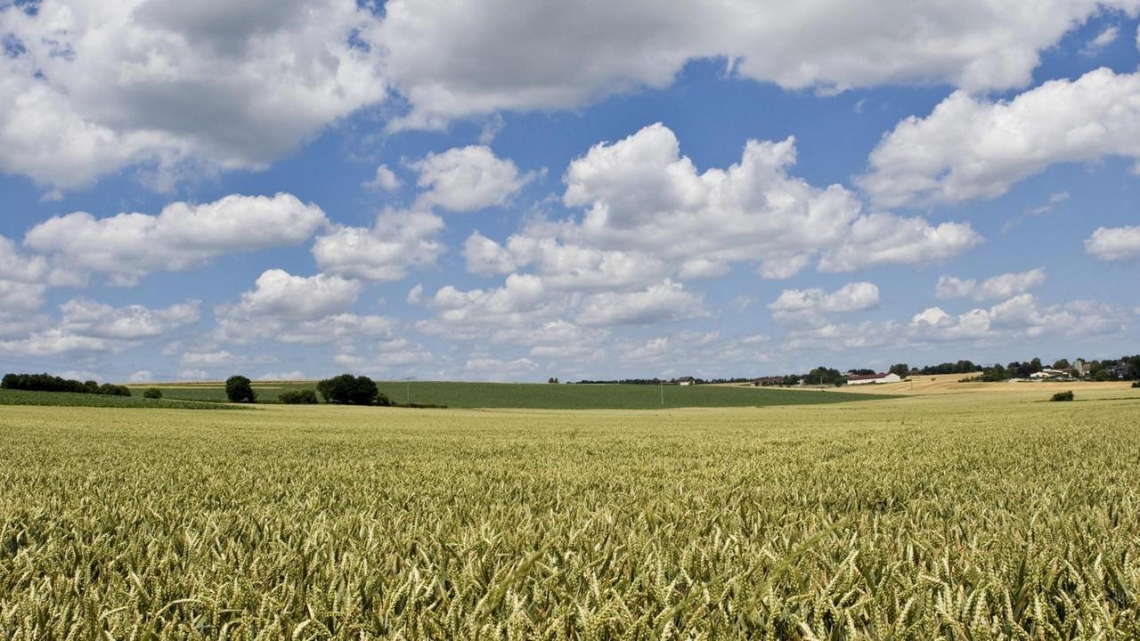 Blick auf ein Weizenfeld in der hessischen Wetterau Blick auf ein Weizenfeld in der hessischen Wetterau