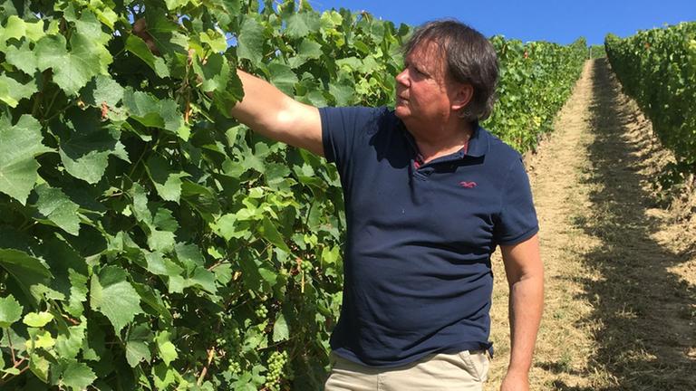 Der Winzer Stefan Seyffardt mit seinen Chardonnay-Rebstöcken. Der Winzer Stefan Seyffardt mit seinen Chardonnay-Rebstöcken.