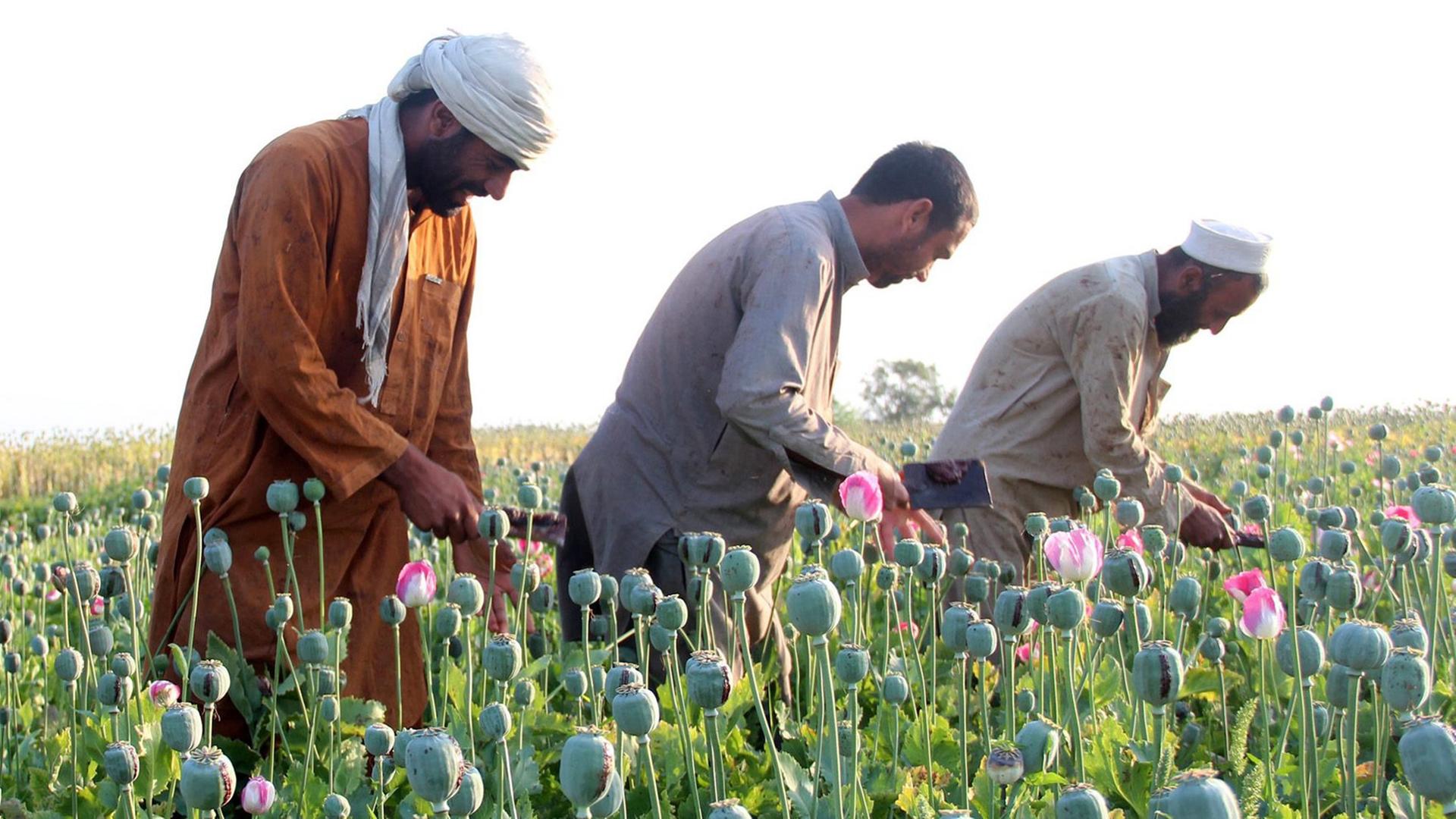 Afghanische Bauern bei der Ernte von Schlafmohn.