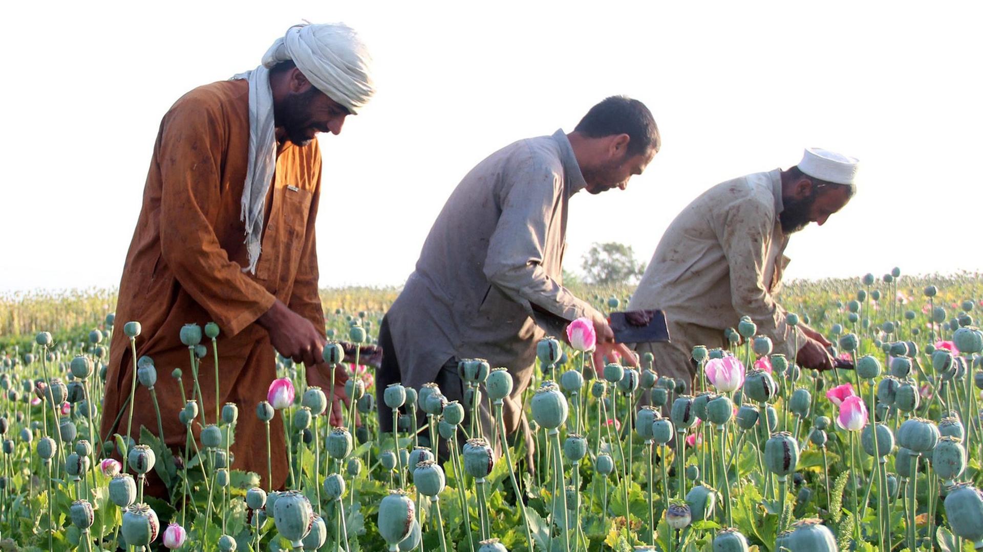 Afghanische Bauern bei der Ernte von Schlafmohn. Afghanische Bauern bei der Ernte von Schlafmohn.