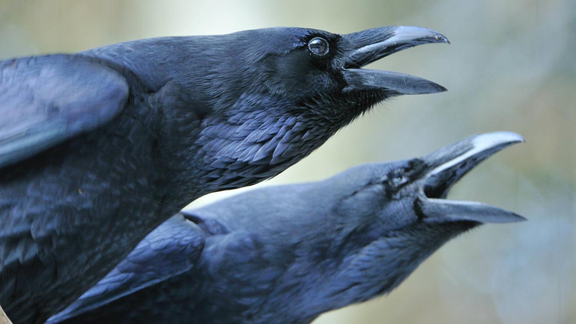 Kolkrabe (Corvus corax) Kolkrabe (Corvus corax)