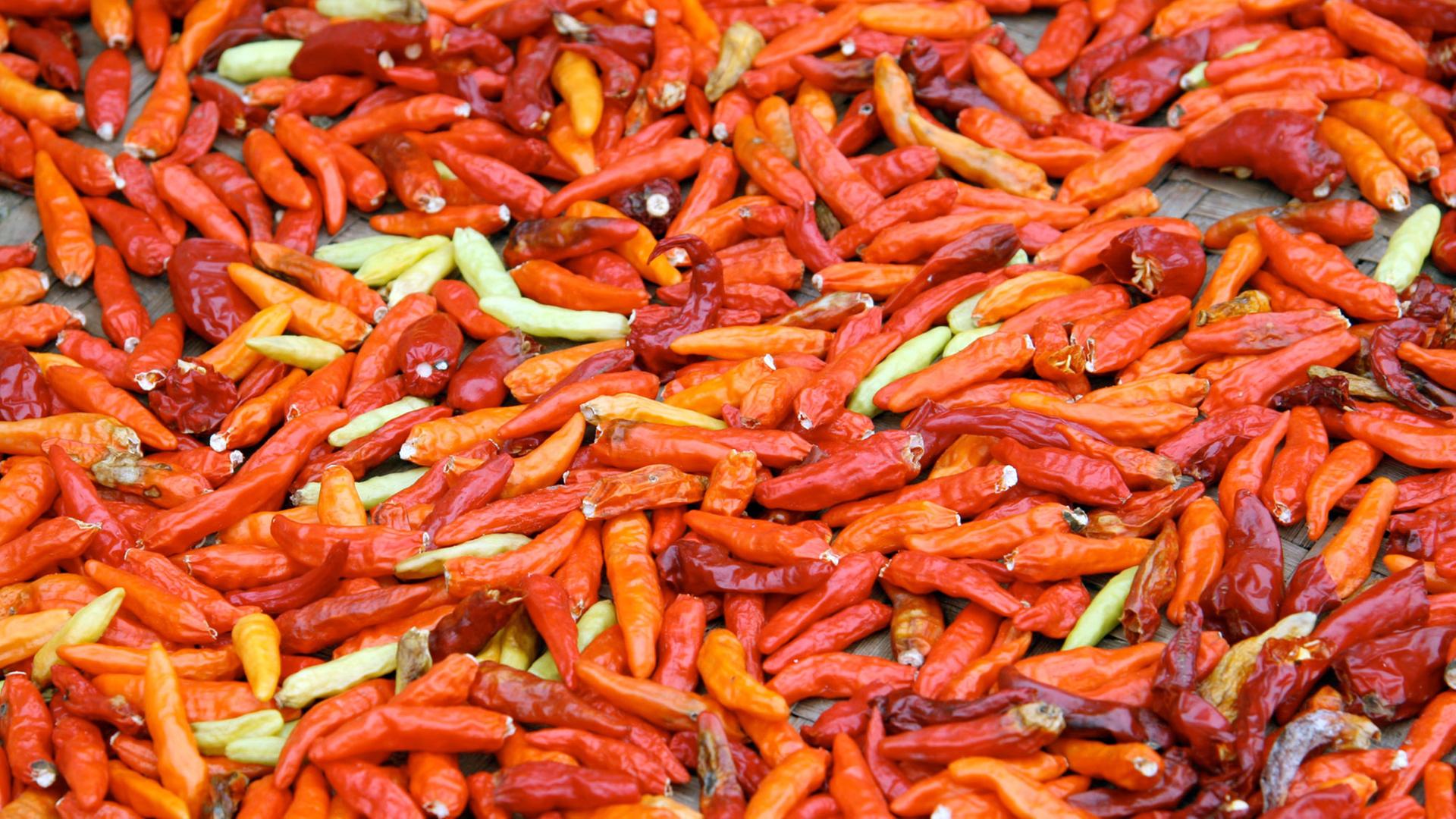 Roter Chili liegt zum Trocknen aus. Roter Chili liegt zum Trocknen aus.