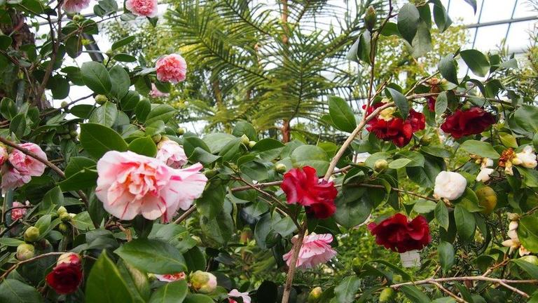 Rote und rosafarbene Kamelienblüten sind an einem Strauch in der Kölner Flora zu sehen. Rote und rosafarbene Kamelienblüten sind an einem Strauch in der Kölner Flora zu sehen.