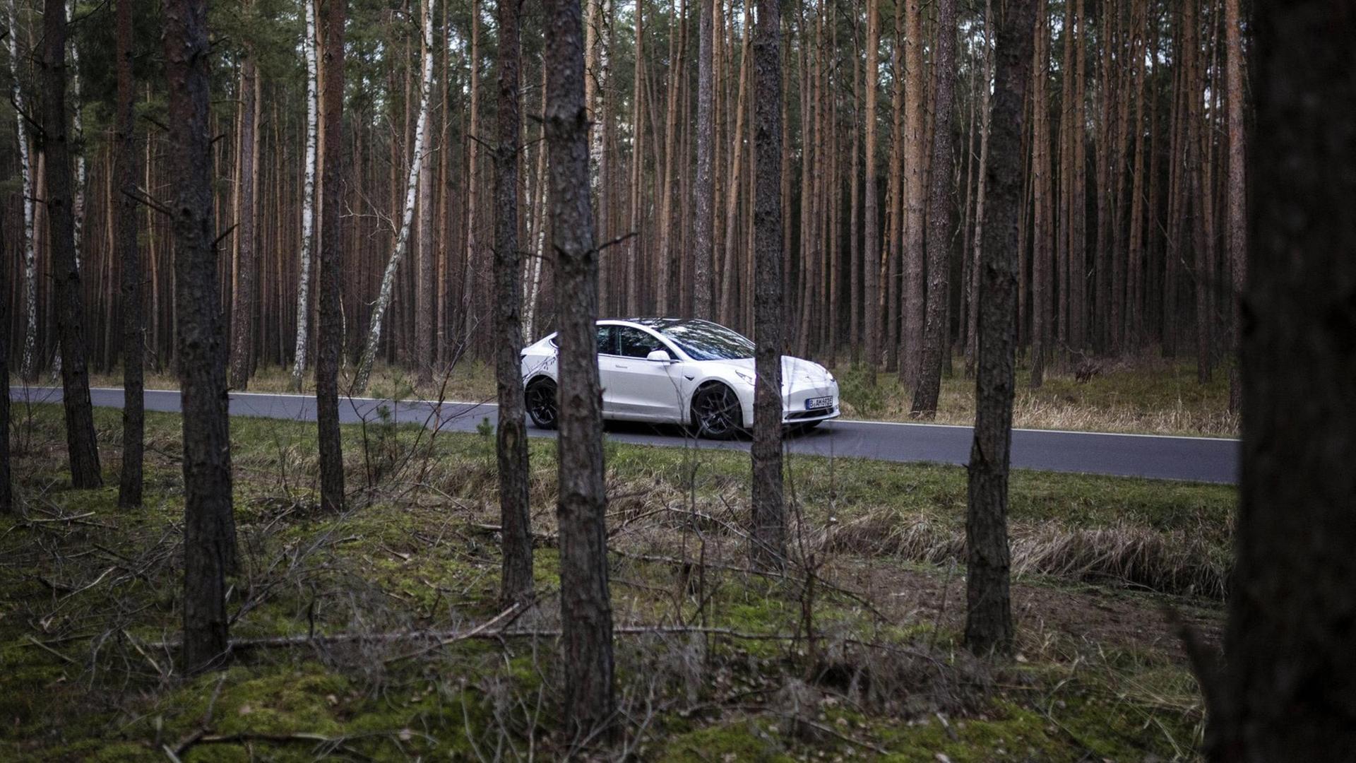 Blick durch Bäume auf ein Auto, das auf einem Waldweg fährt