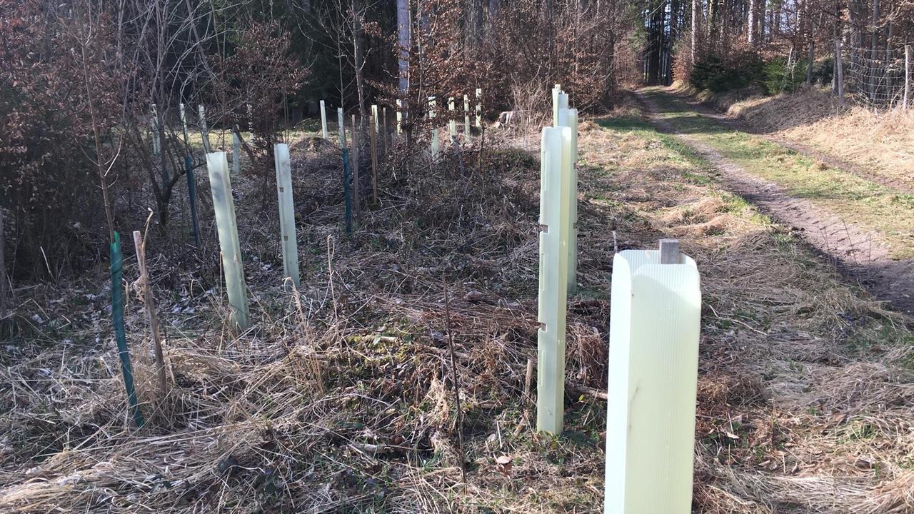 Helle Plastikhüllen um junge Bäume sollen vor Verbiss durch Rehe schützen. Helle Plastikhüllen um junge Bäume sollen vor Verbiss durch Rehe schützen.